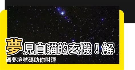 夢見白貓號碼|你有夢到貓貓過嗎？原來夢到貓咪是這個意思啊...